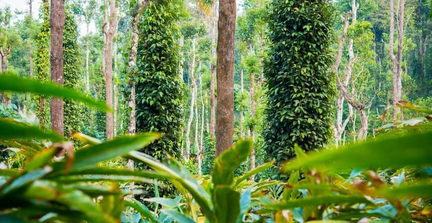 Climbing vines growing on trees in a spice plantation