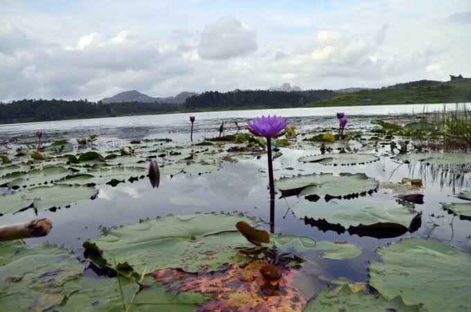Purple water lilies rising above floating leaves